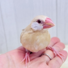 ②画像更新☆白ほっぺのおハゲちゃん🧡シナモン文鳥だよ🌟