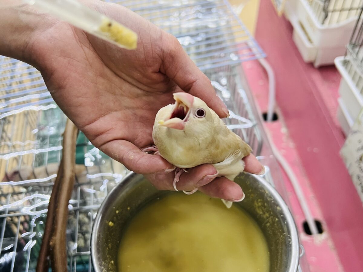 ①画像更新☆ぽよよん洋梨スタイル🍐シナモン文鳥だよ🧡 シナモン文鳥