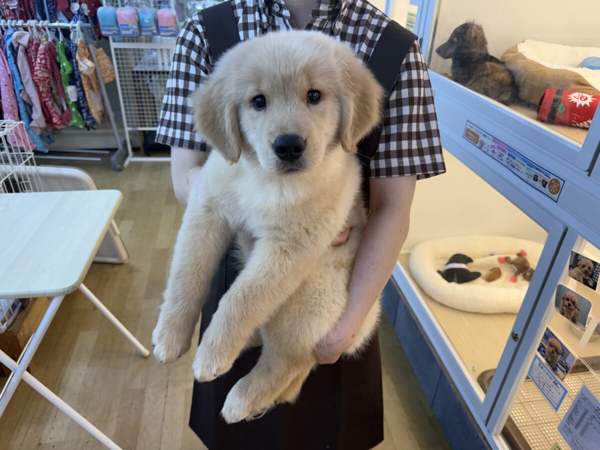 ゴールデンレトリバー