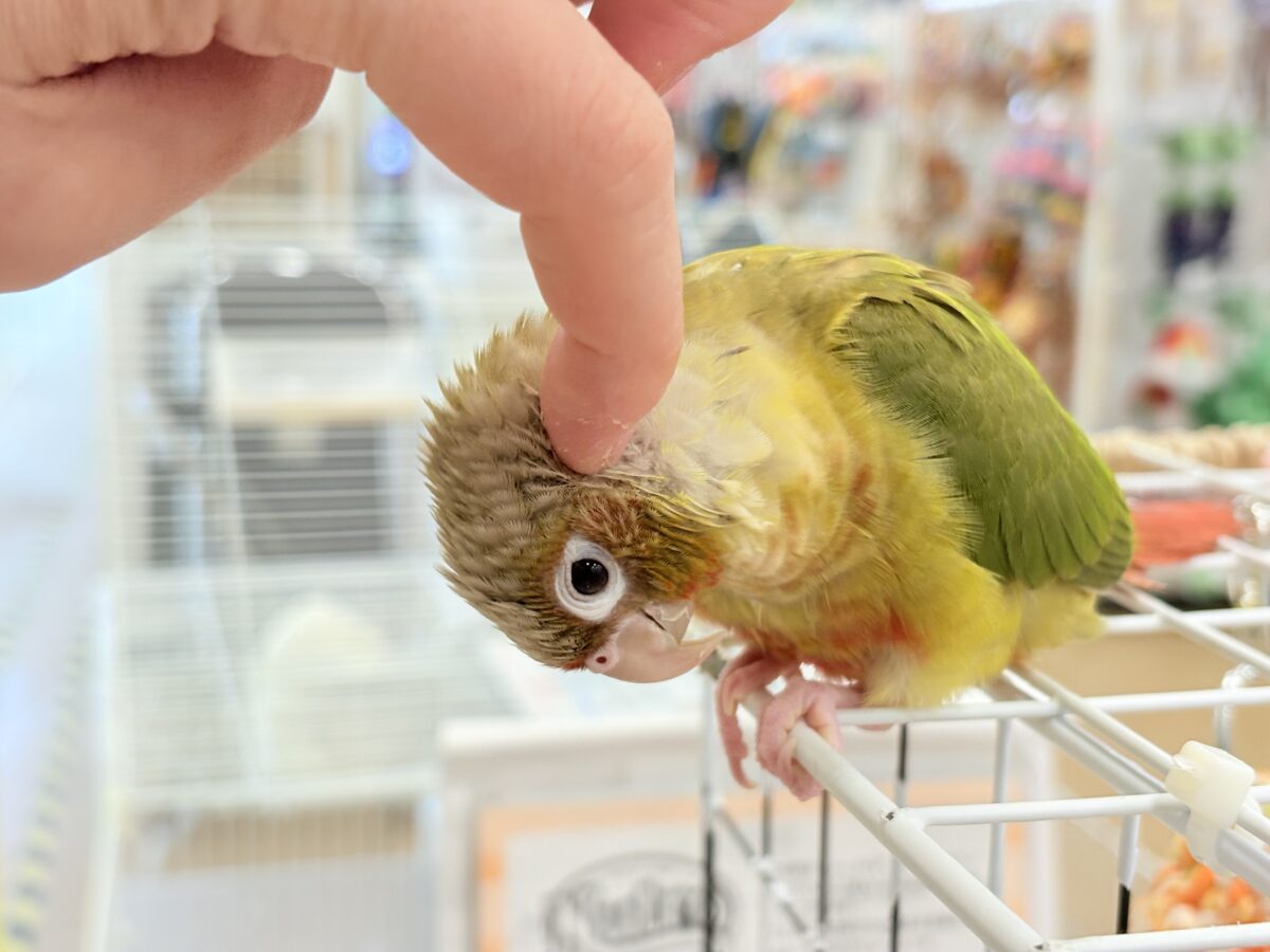 説明画像です