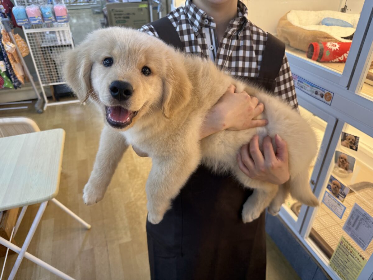 ゴールデンレトリバー