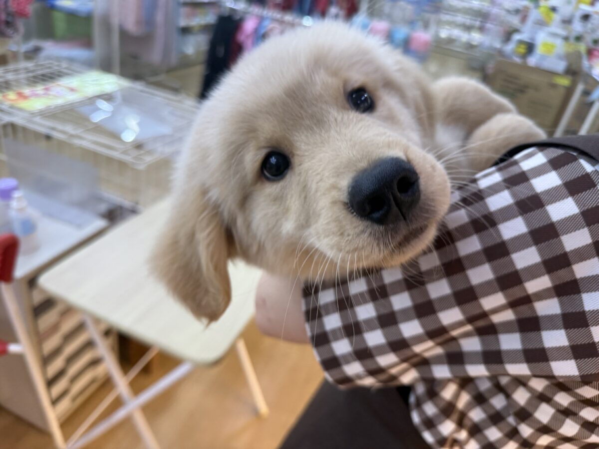 ゴールデンレトリバー