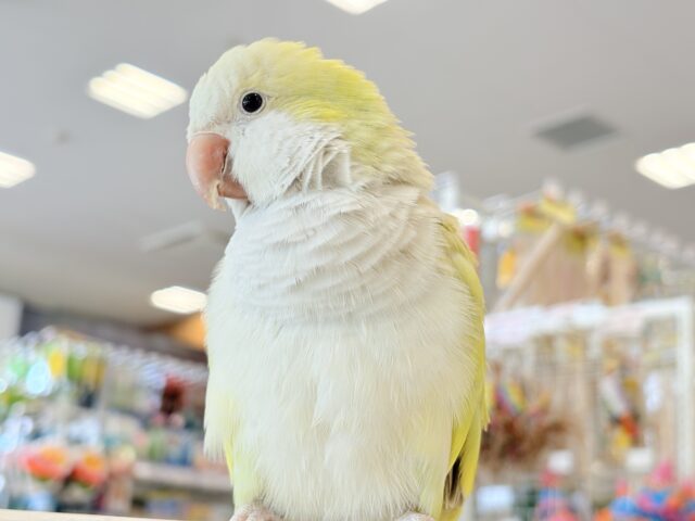説明画像です