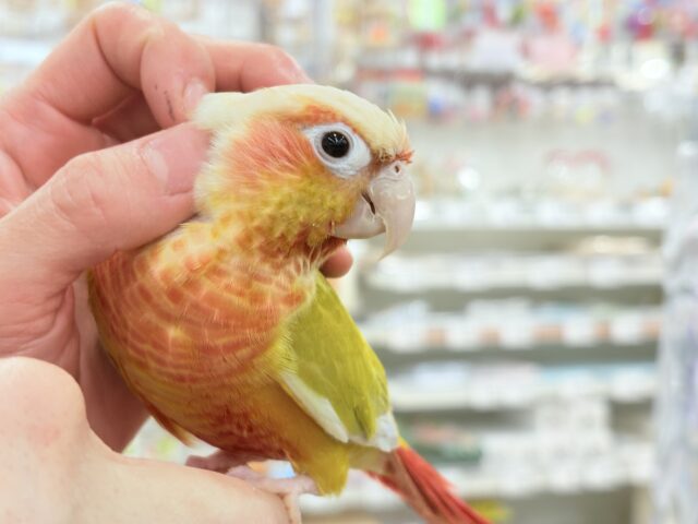 説明画像です