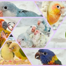 みんなでわっしょい🦜🪅中型インコ祭🏮🎊