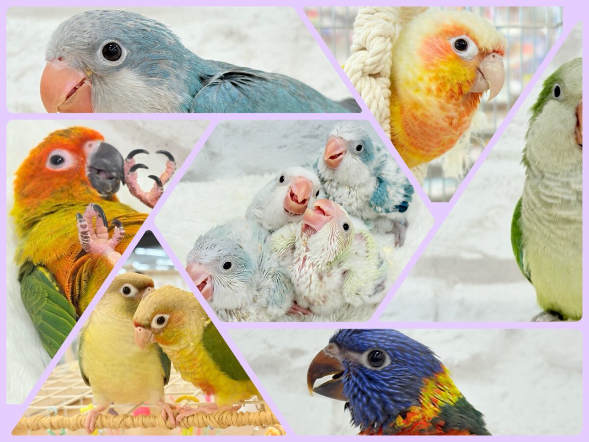 みんなでわっしょい🦜🪅中型インコ祭🏮🎊