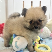 僕の甘ったれを受け止めてぇ〜♡ポメラニアンくん！