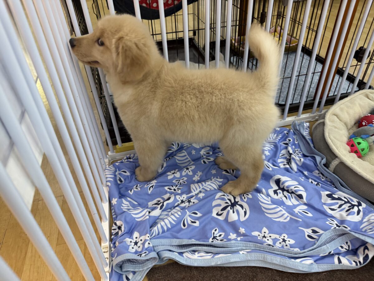 ゴールデンレトリバー