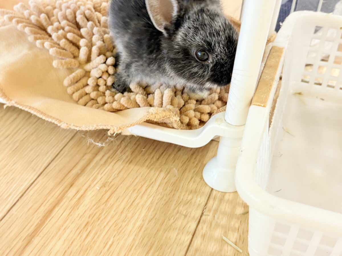ポーリッシュ
