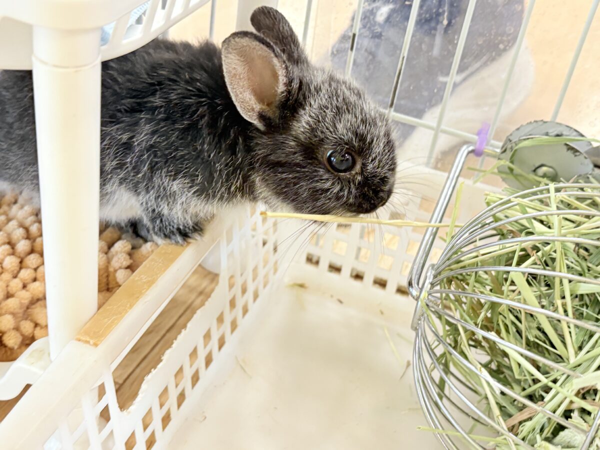 ポーリッシュ