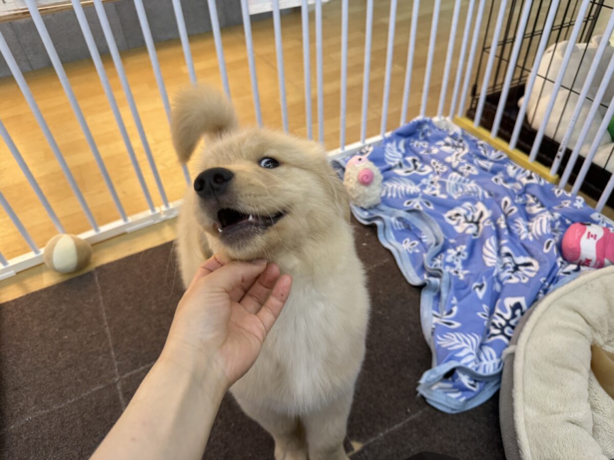 ゴールデンレトリバー