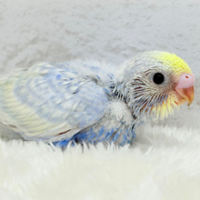 紫陽花カラーのアイドル‪🪻☔️セキセイインコ(パステルレインボー) ヒナ