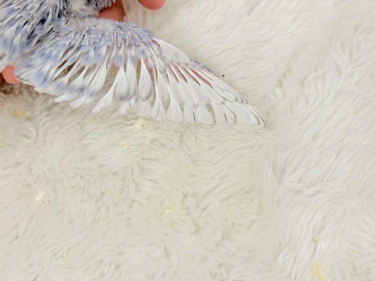 可愛さ爆発🐥💥💖セキセイインコ(スパングル) ヒナ セキセイインコ