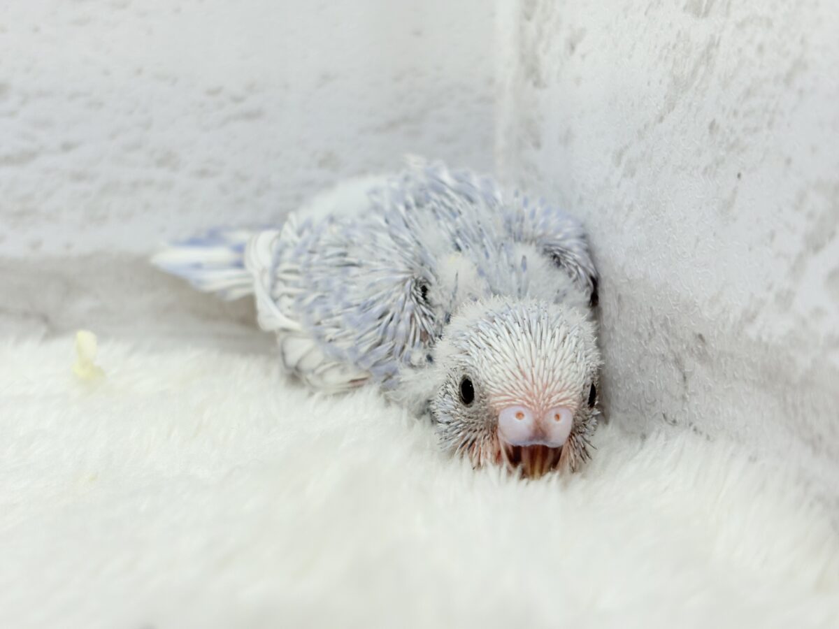セキセイインコ