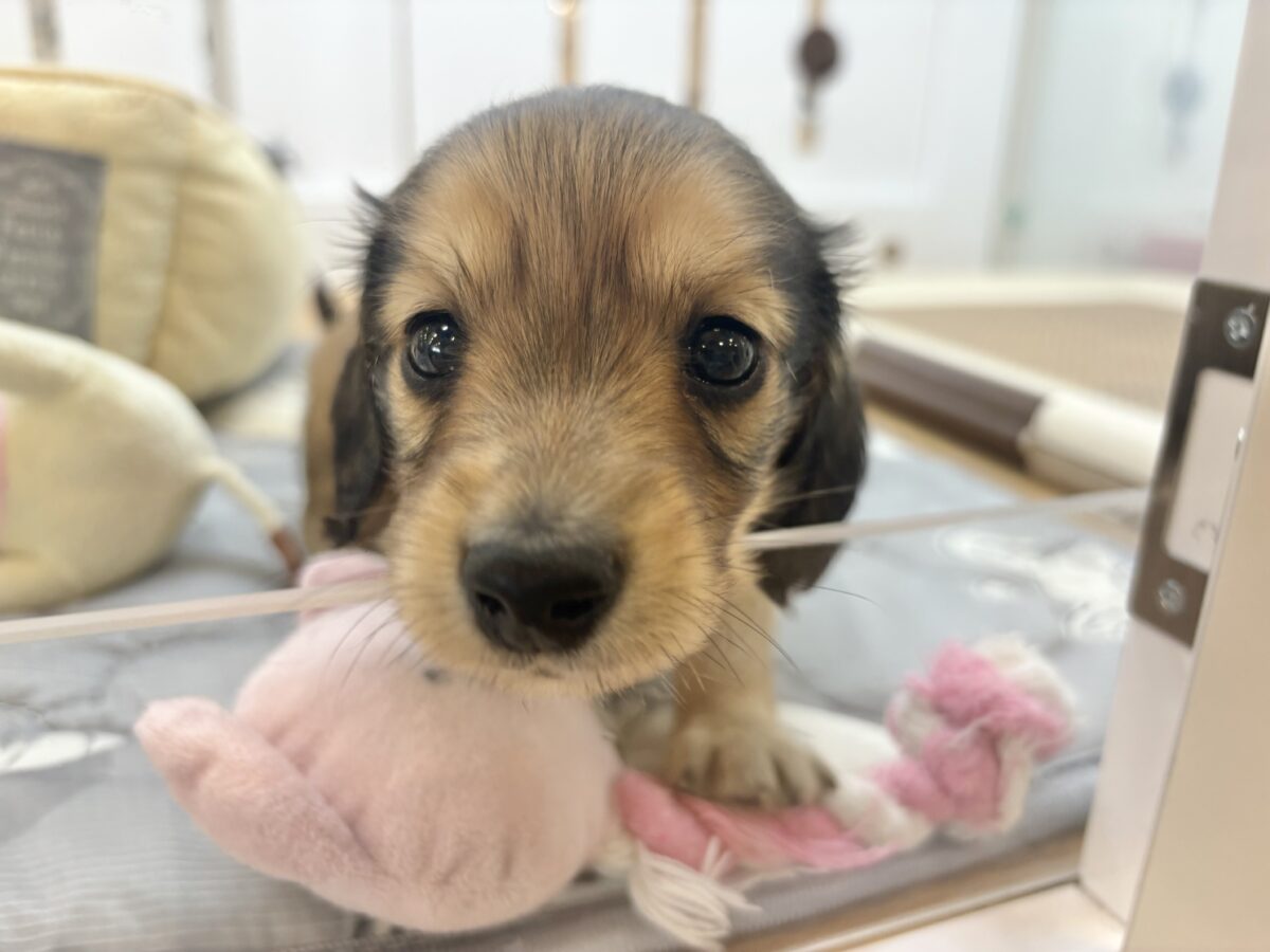 ミニチュアダックス