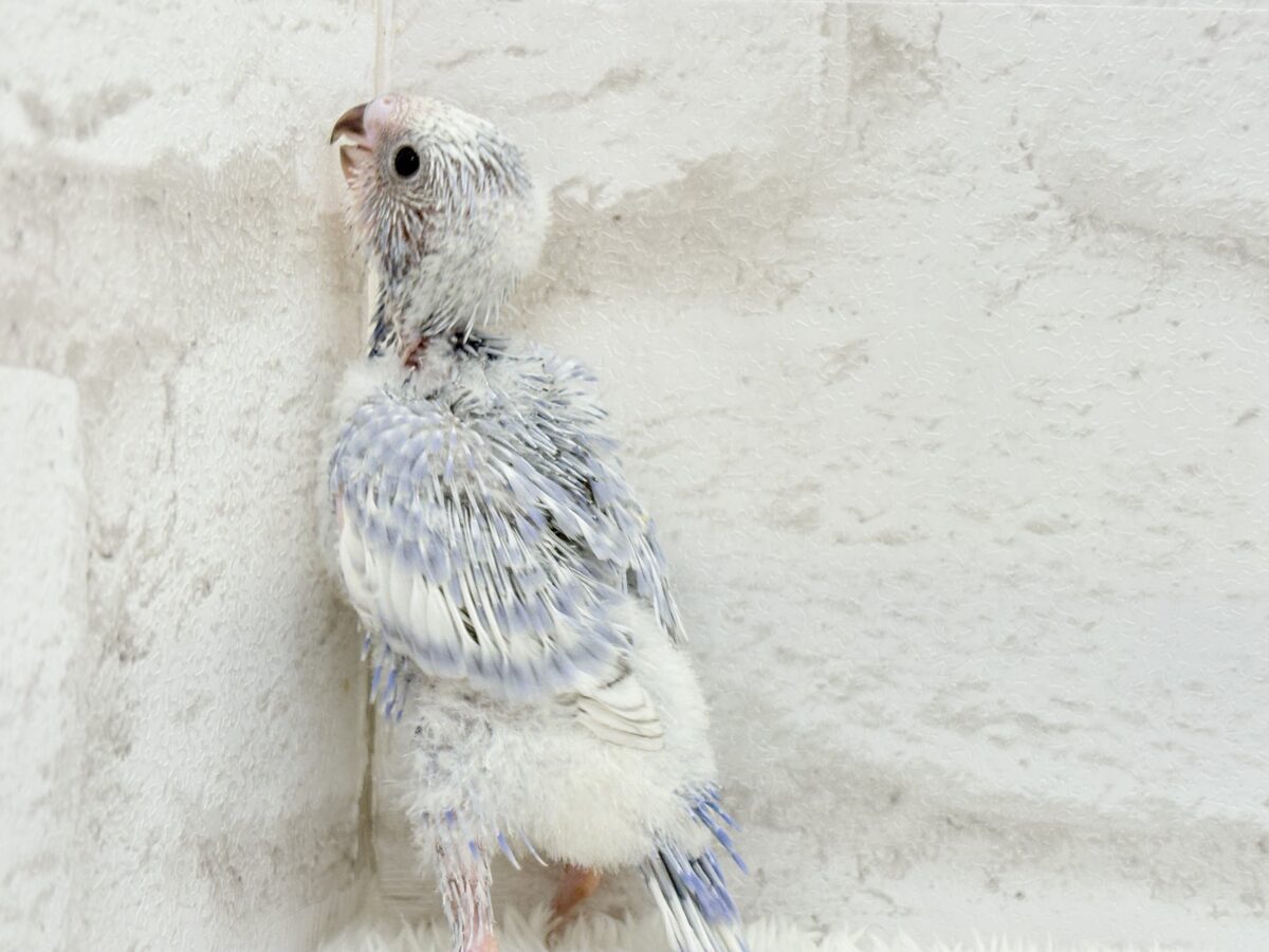 可愛さ爆発🐥💥💖セキセイインコ(スパングル) ヒナ セキセイインコ
