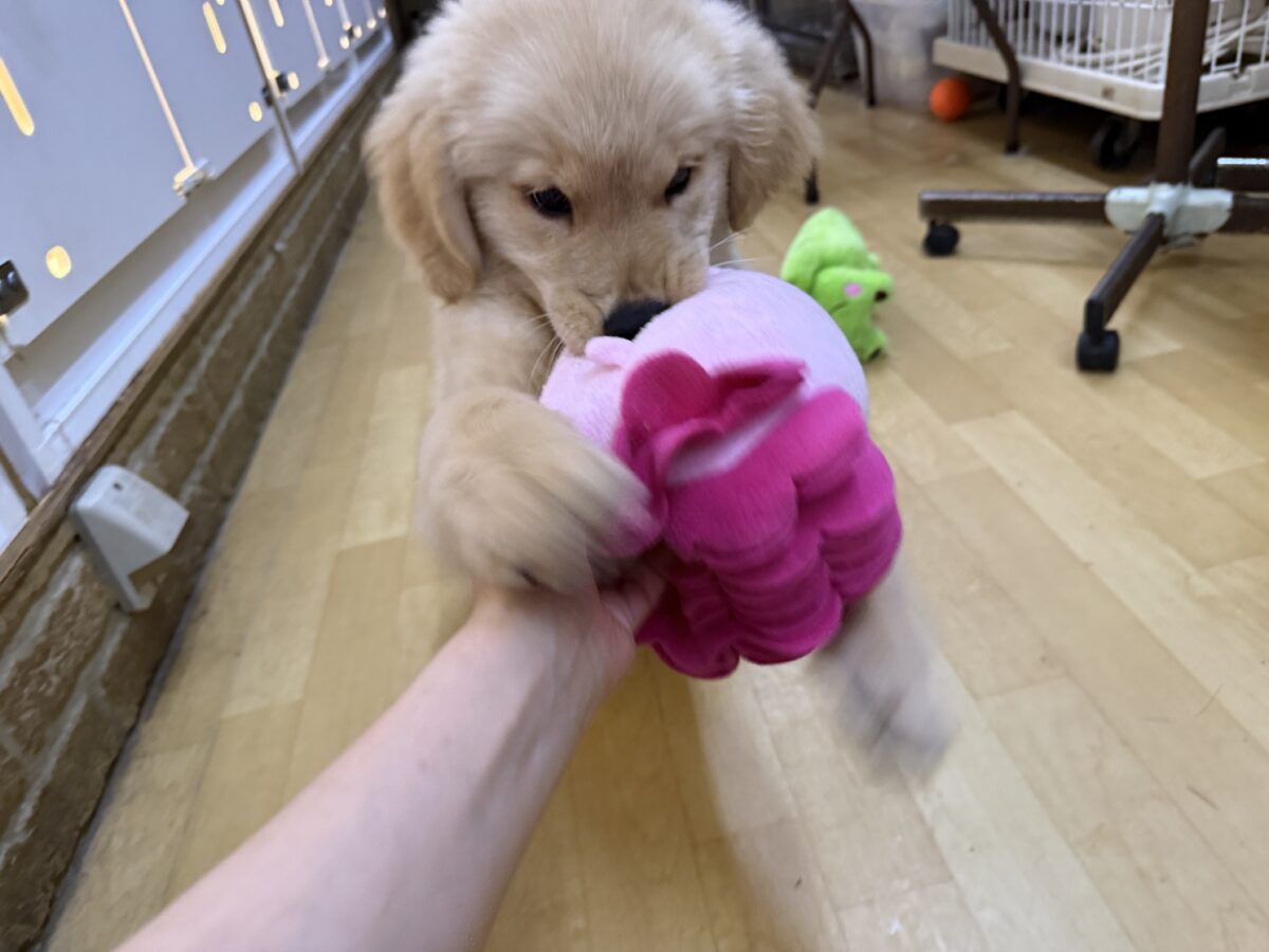 ゴールデンレトリバー