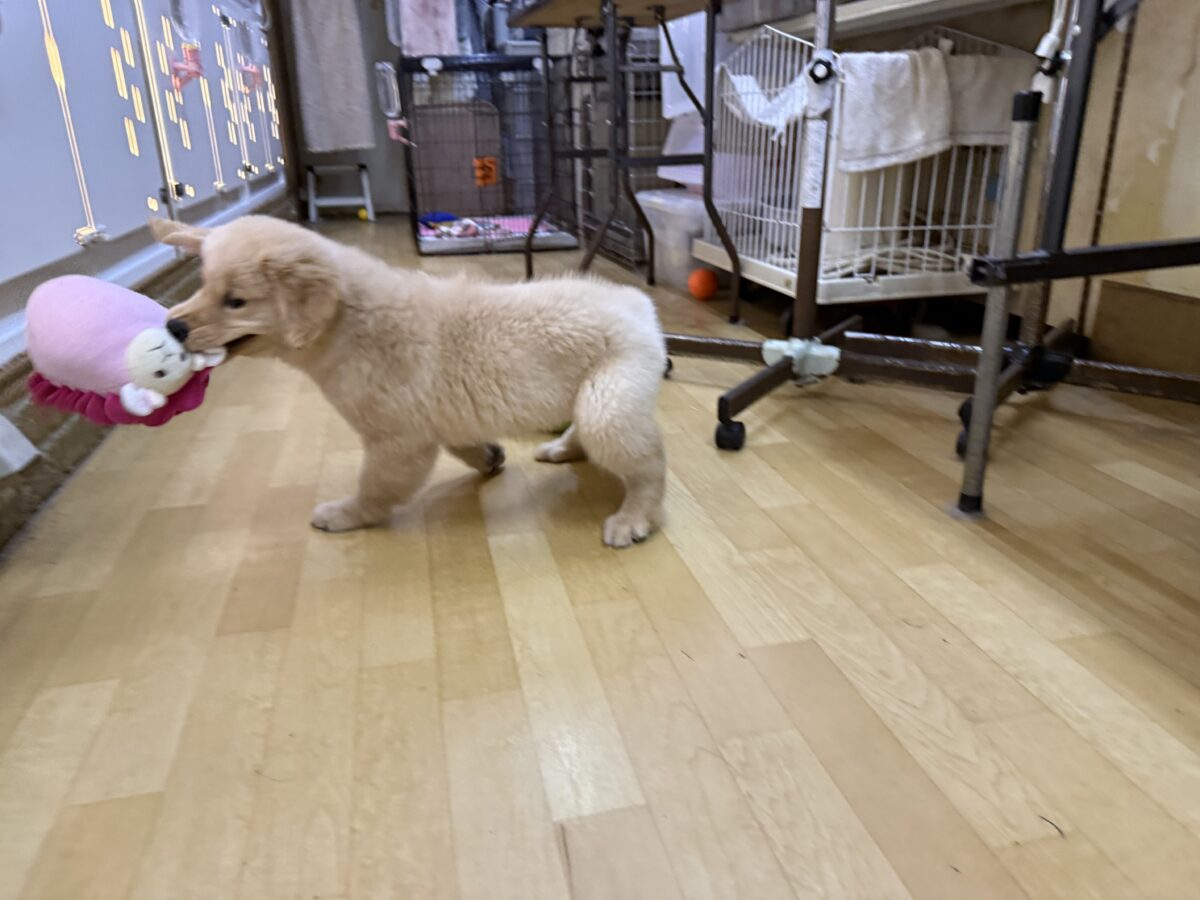 ゴールデンレトリバー