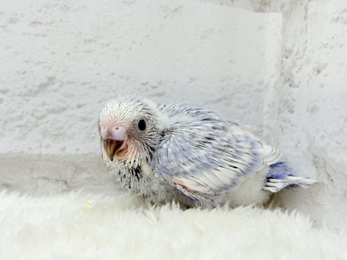 可愛さ爆発🐥💥💖セキセイインコ(スパングル) ヒナ セキセイインコ