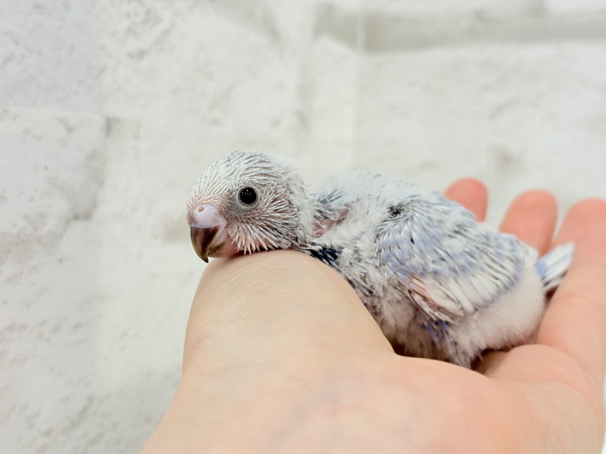 可愛さ爆発🐥💥💖セキセイインコ(スパングル) ヒナ セキセイインコ