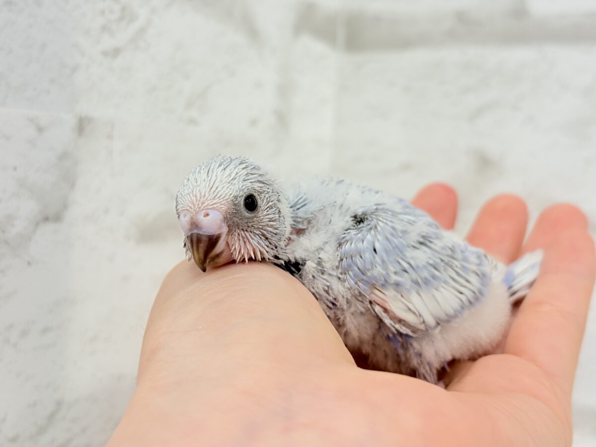 可愛さ爆発🐥💥💖セキセイインコ(スパングル) ヒナ セキセイインコ