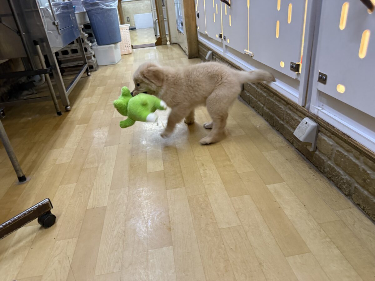 ゴールデンレトリバー