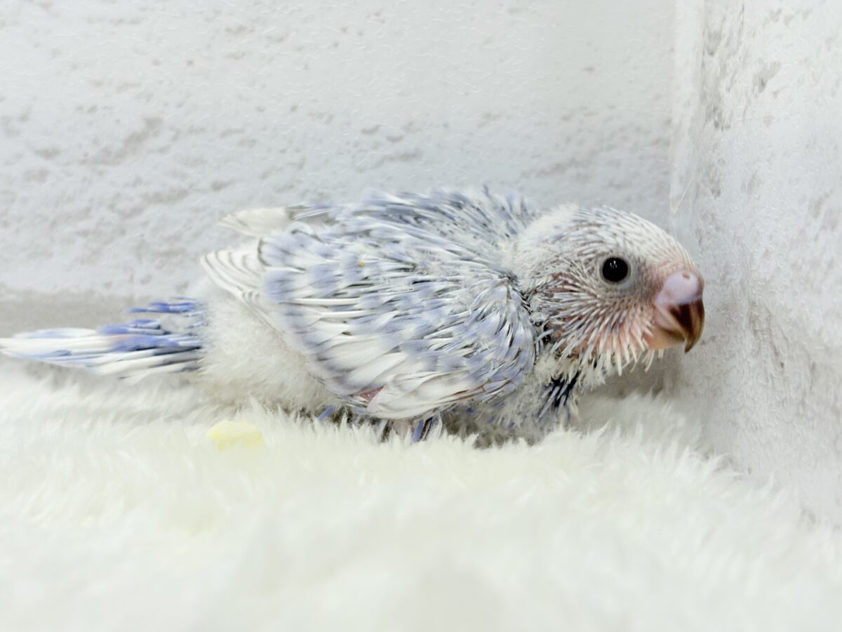 可愛さ爆発🐥💥💖セキセイインコ(スパングル) ヒナ セキセイインコ