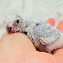 可愛さ爆発🐥💥💖セキセイインコ(スパングル) ヒナ