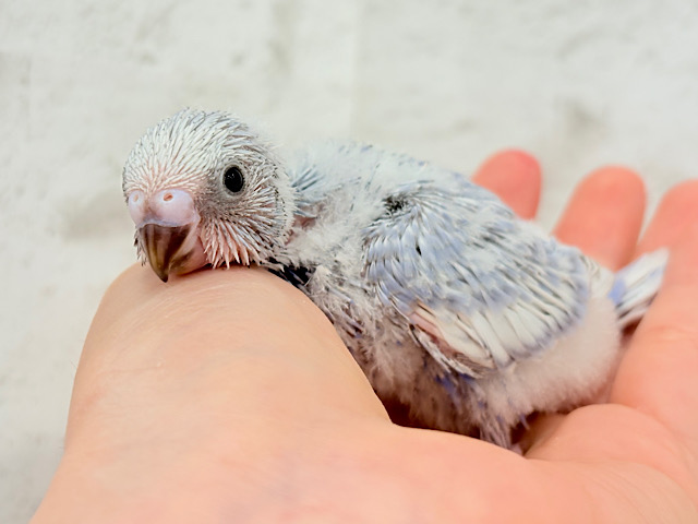 可愛さ爆発🐥💥💖セキセイインコ(スパングル) ヒナ 可愛さ爆発🐥💥💖セキセイインコ(スパングル) ヒナ