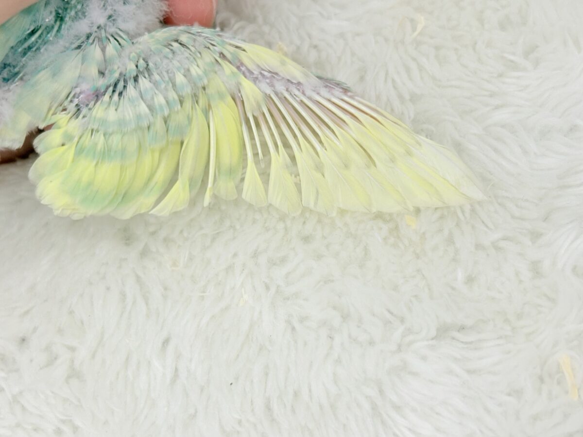 セキセイインコ