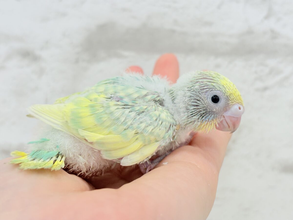 セキセイインコ