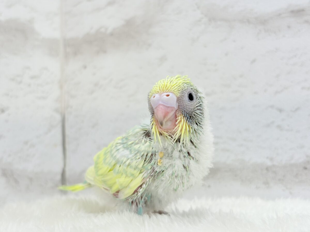 【最新画像更新🪄】ヨチヨチ歩きが可愛すぎ♥セキセイインコ(パステルカラーレインボー) ヒナ セキセイインコ