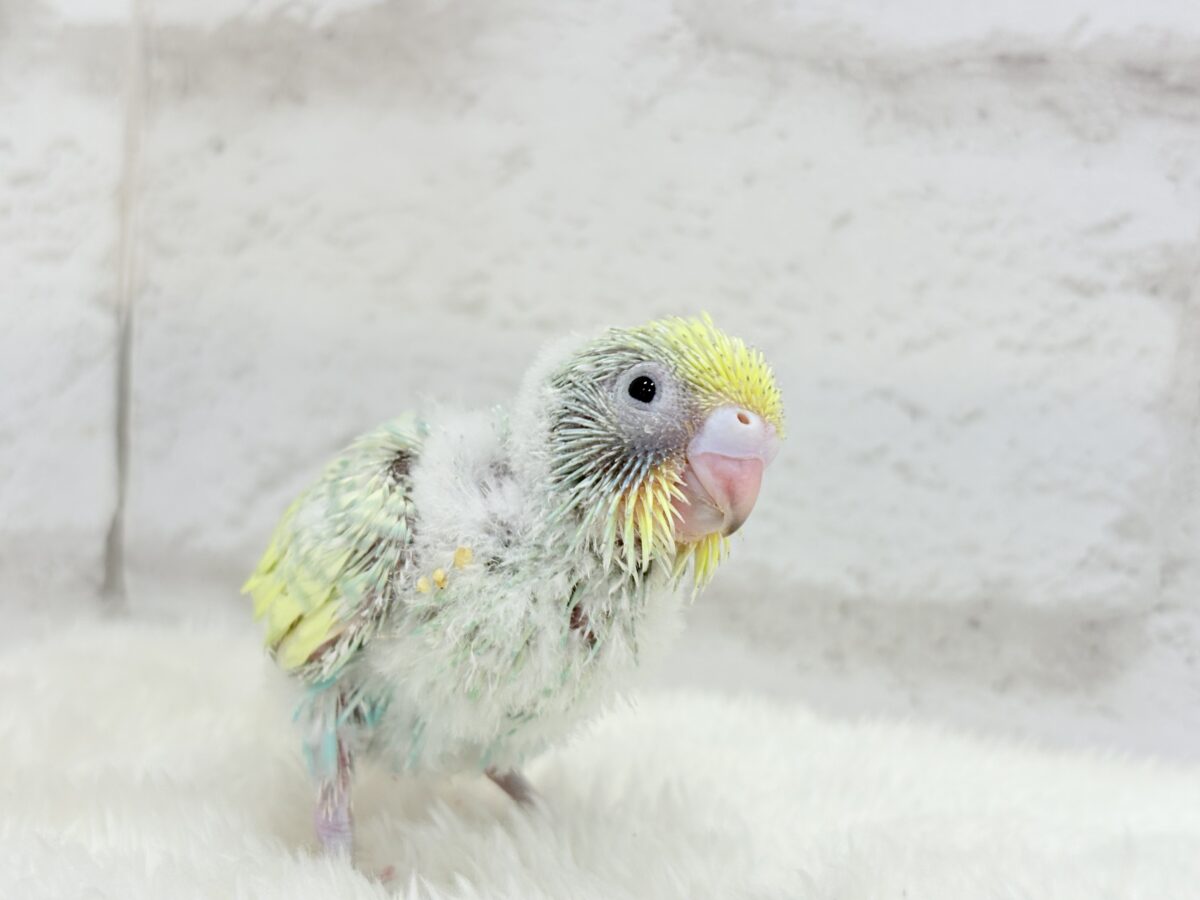 【最新画像更新🪄】ヨチヨチ歩きが可愛すぎ♥セキセイインコ(パステルカラーレインボー) ヒナ セキセイインコ