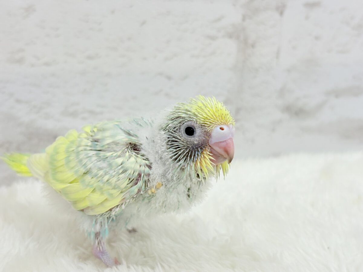 【最新画像更新🪄】ヨチヨチ歩きが可愛すぎ♥セキセイインコ(パステルカラーレインボー) ヒナ セキセイインコ