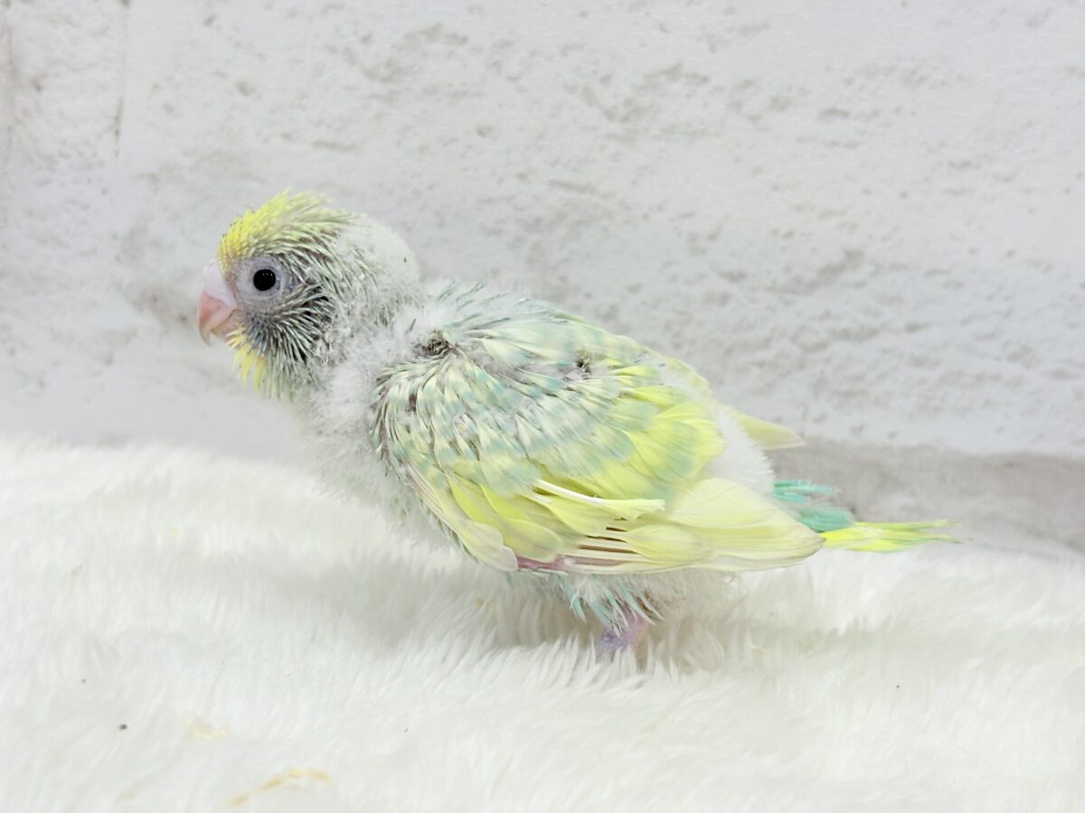 セキセイインコ