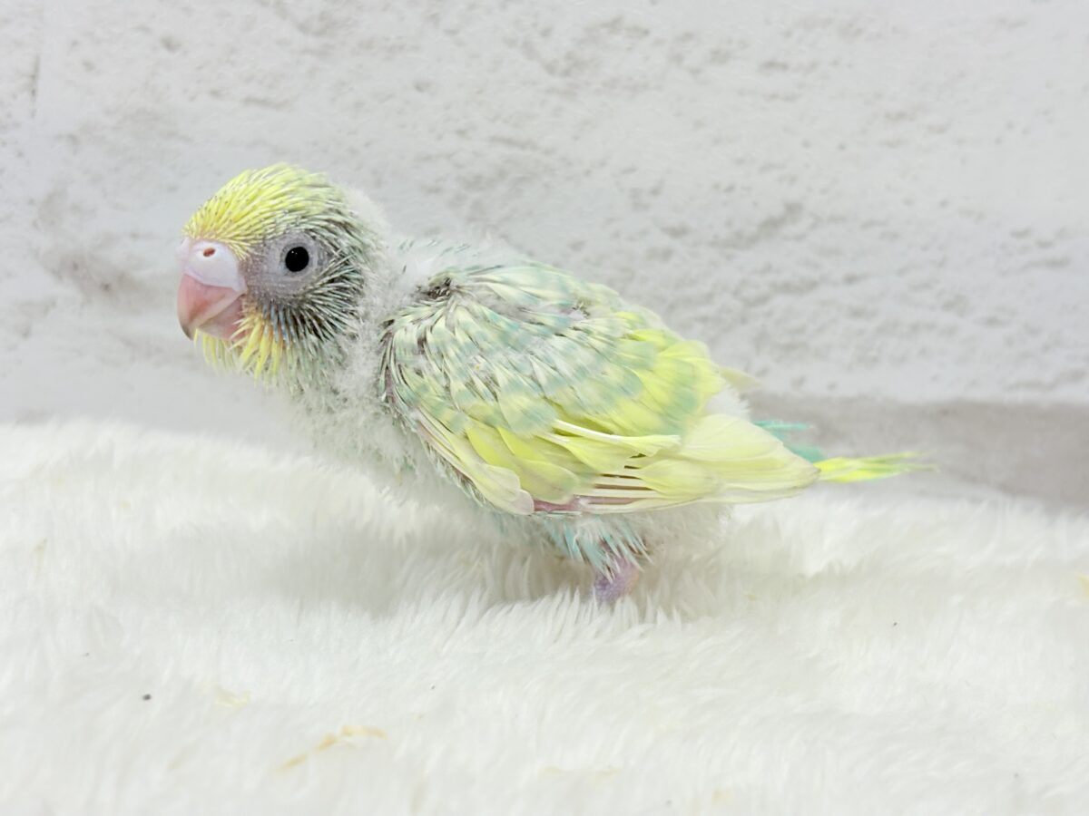 セキセイインコ