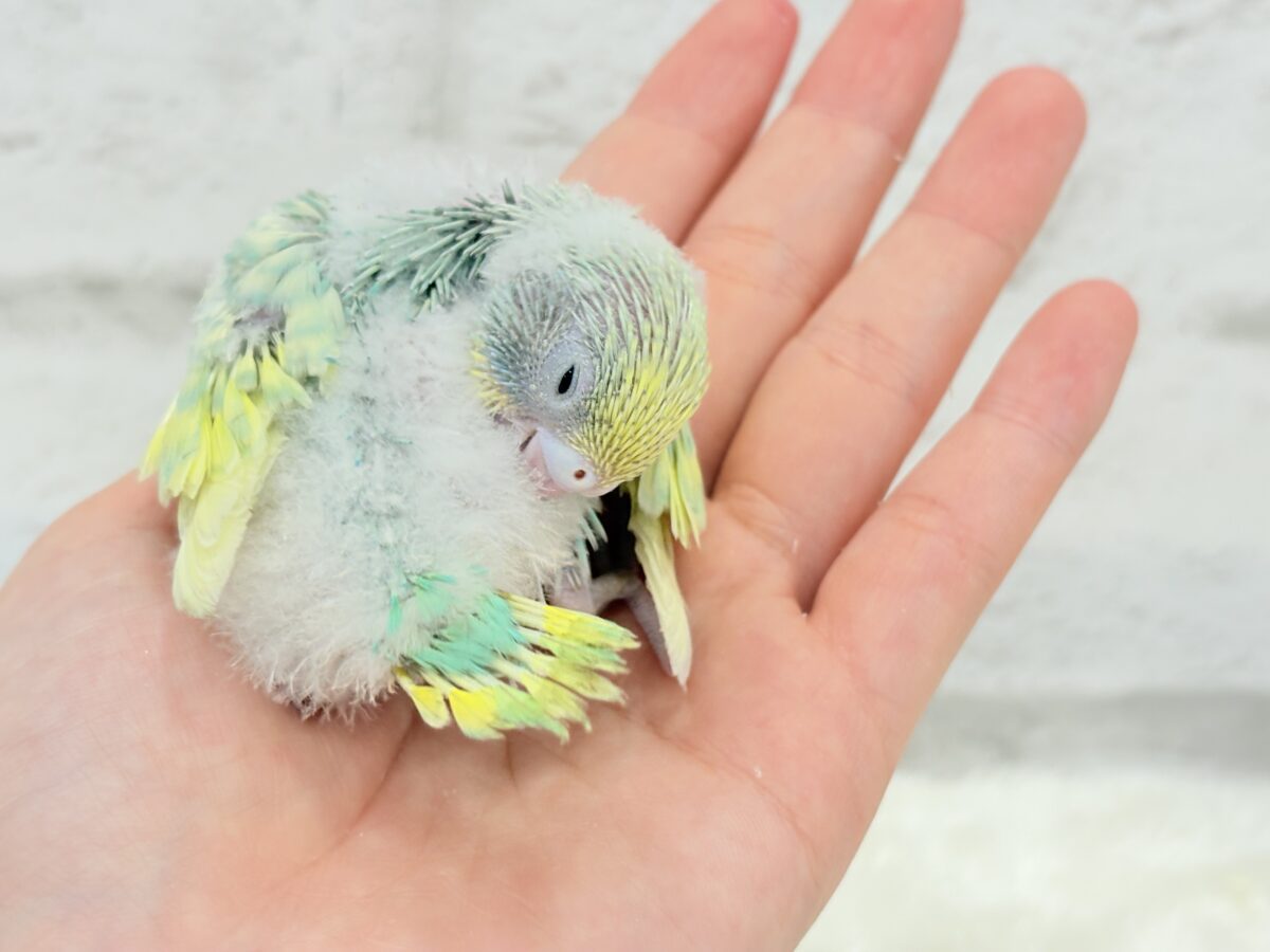 セキセイインコ