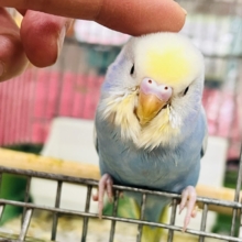 画像更新☆シュワっと弾ける🌟爽やか度100％🩵セキセイインコのパステルレインボー🌈