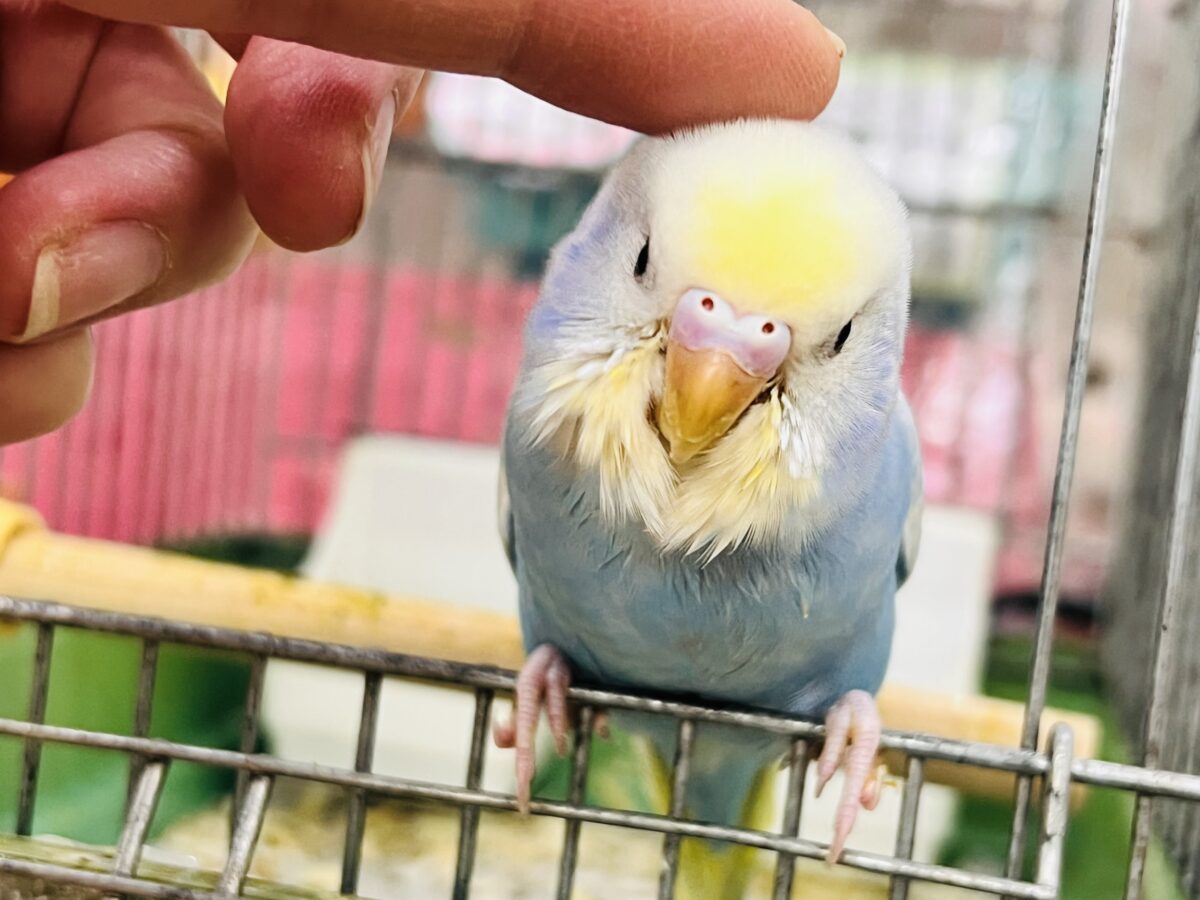 画像更新☆シュワっと弾ける🌟爽やか度100％🩵セキセイインコのパステルレインボー🌈