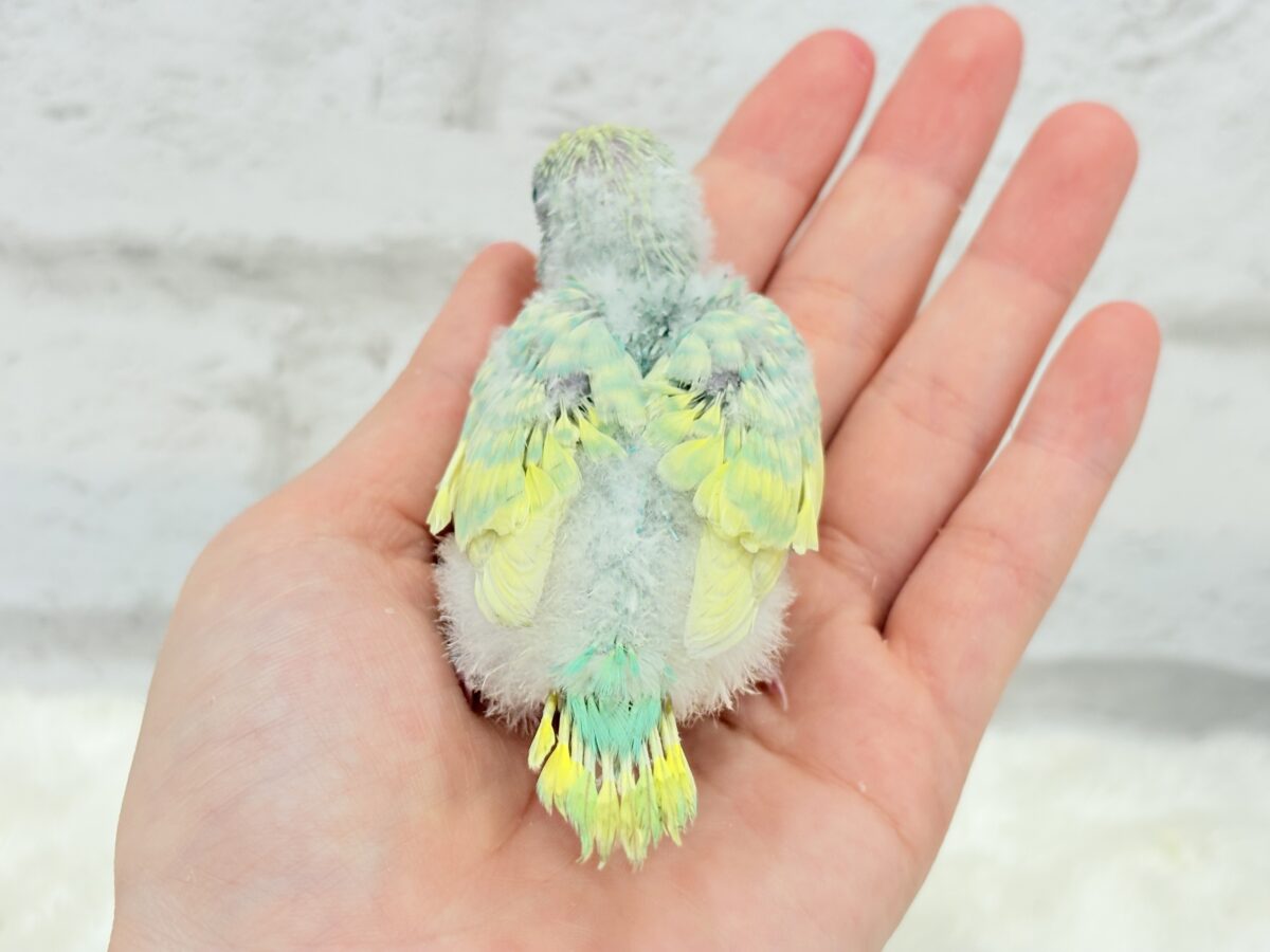 【最新画像更新🪄】ヨチヨチ歩きが可愛すぎ♥セキセイインコ(パステルカラーレインボー) ヒナ セキセイインコ