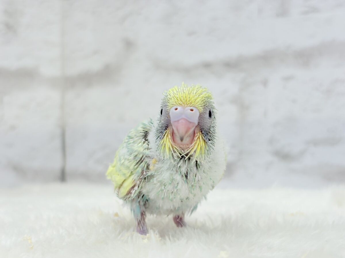 セキセイインコ