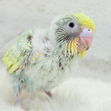 ヨチヨチ歩きが可愛すぎ♥セキセイインコ(パステルカラーレインボー) ヒナ