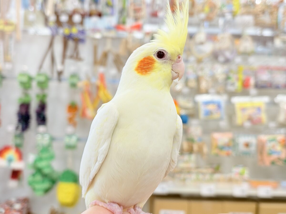 目ヂカラたっぷりマッチョちゃん🐥🔥オカメインコ(ルチノー) オカメインコ