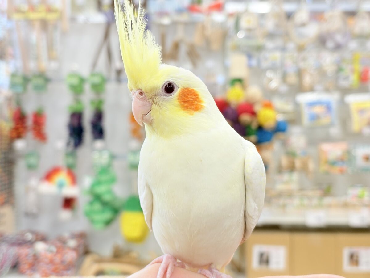 目ヂカラたっぷりマッチョちゃん🐥🔥オカメインコ(ルチノー) オカメインコ