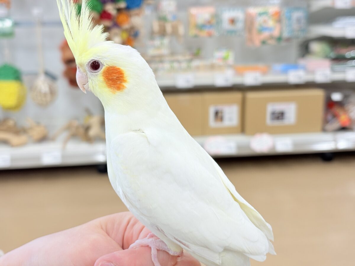 目ヂカラたっぷりマッチョちゃん🐥🔥オカメインコ(ルチノー) オカメインコ
