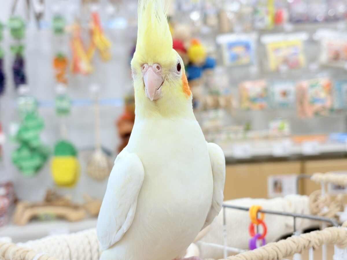 オカメインコ