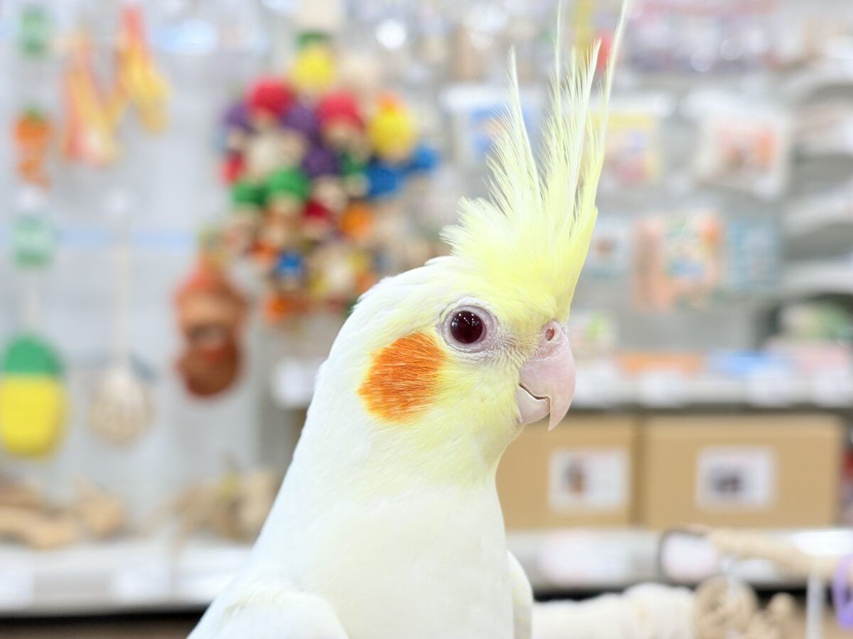 オカメインコ