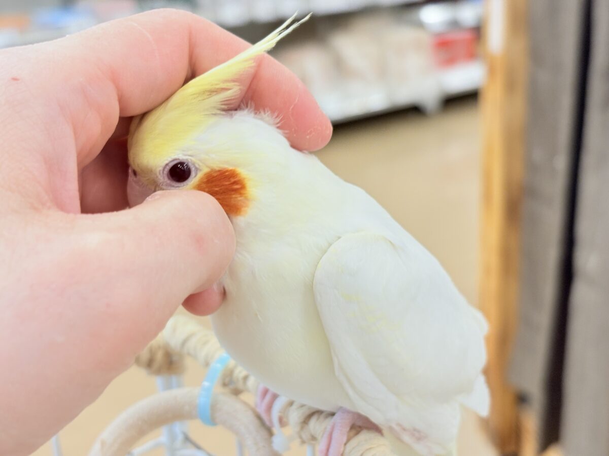 オカメインコ