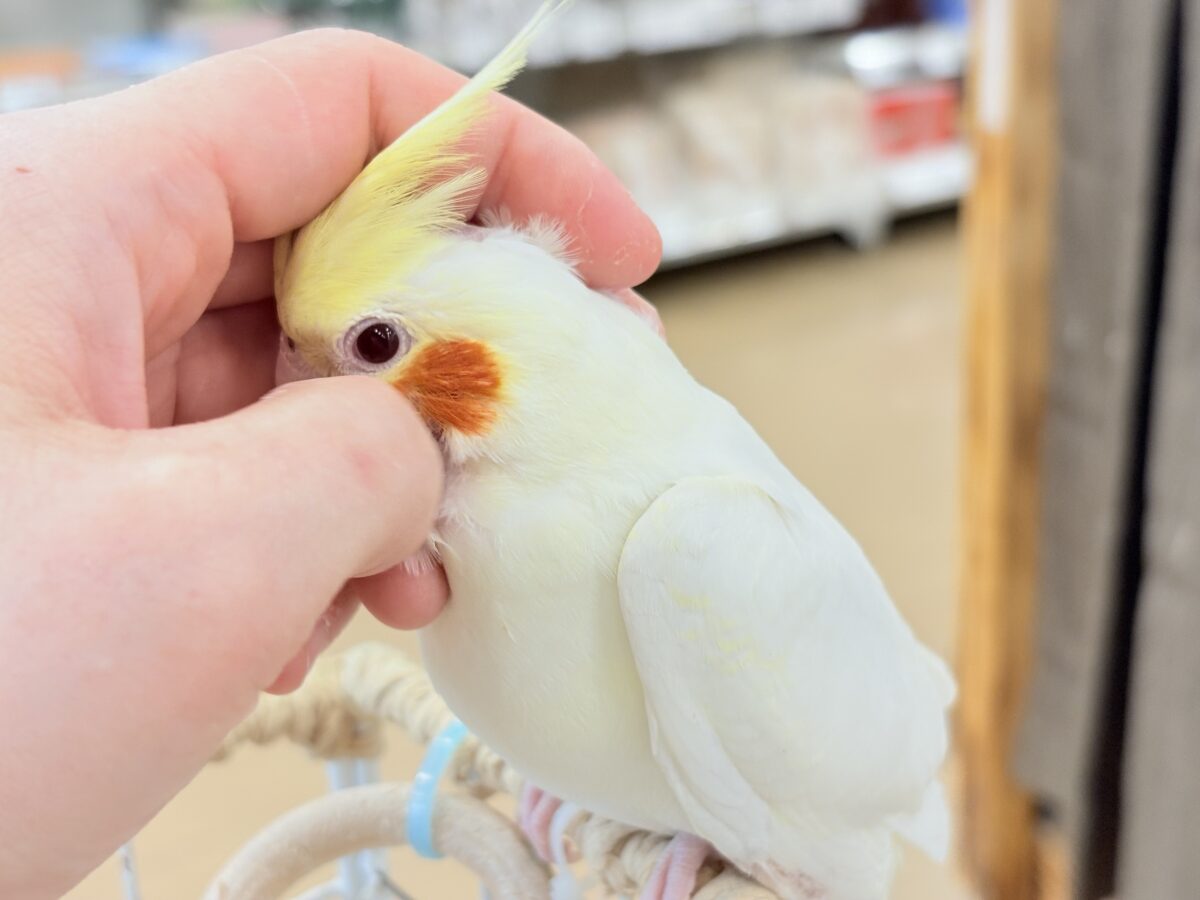 目ヂカラたっぷりマッチョちゃん🐥🔥オカメインコ(ルチノー) オカメインコ