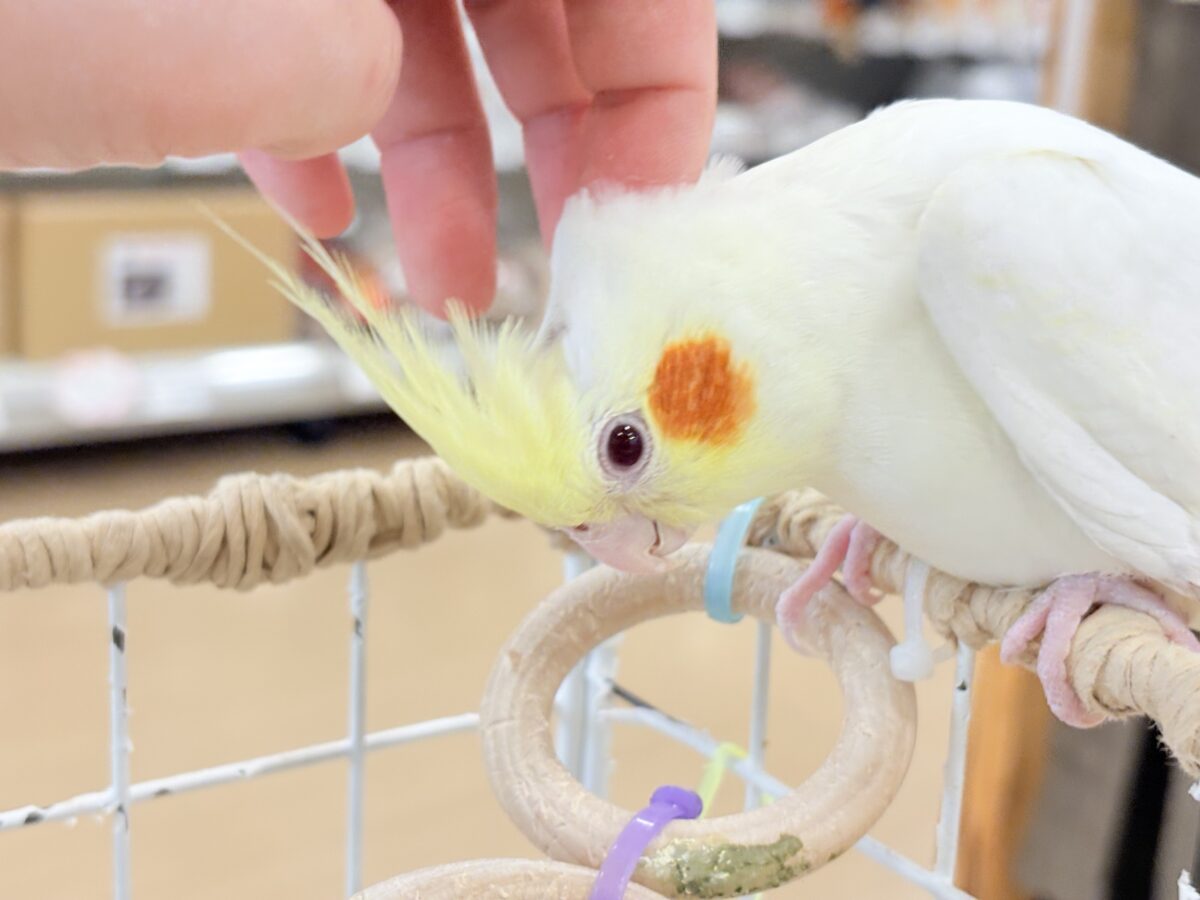 オカメインコ